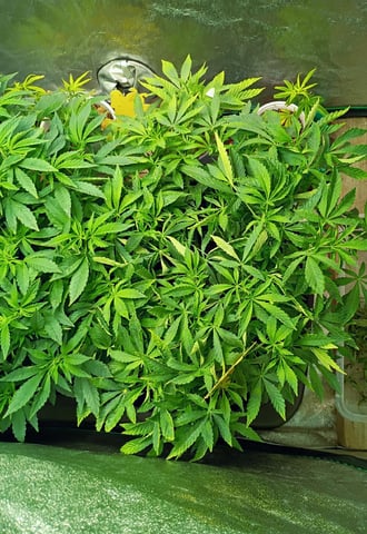 Purple Plum Perfect 💜 & 2 Grape Runtz 🍇 Mainlining garden.  — vegetative, day 160