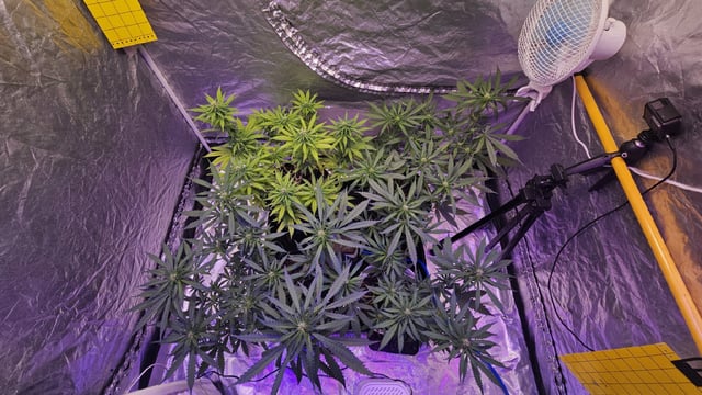Amnesia Haze Run — flower, day 48