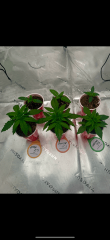 Humboldt  — seedling_rooting, day 18