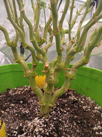 FastBuds Photo-Lemon Mandarin 