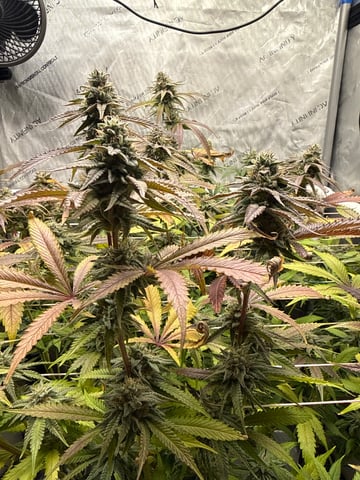 3rd grow  — flower, day 100