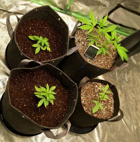 Experimental DIY Run — flower, day 3