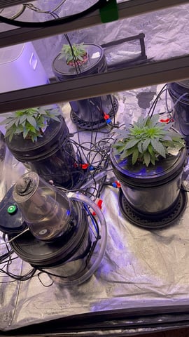 1st Ever Grow (Fat Bastard)(RDWC)  — vegetative, day 39