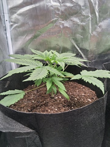 First Indoor Grow  — vegetative, day 25