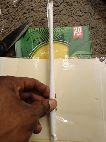 Last girls got kicked. — seedling_rooting, day 4