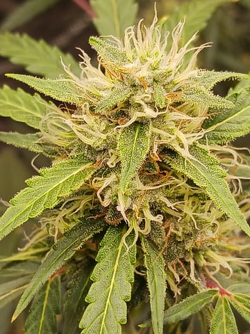 black gorilla feminized — flower, day 11