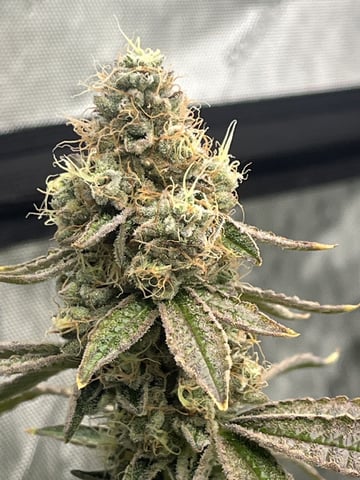 The Bling  — flower, day 129