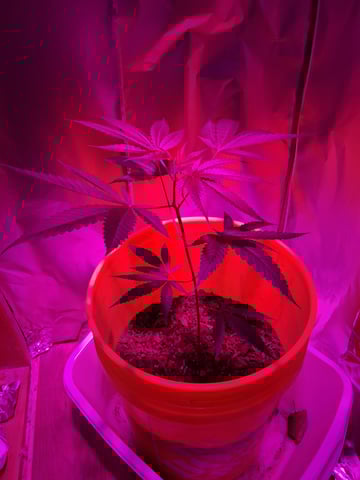 first grow  — vegetative, day 28