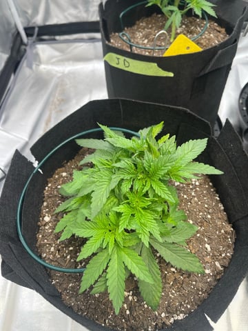 best budz — vegetative, day 9