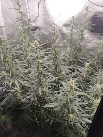 Fast Buds Gorilla Z auto — flower, day 61