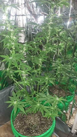 b1. — flower, day 99