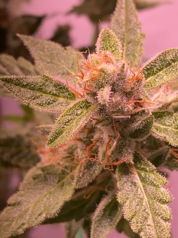 pineapple Express  — flower, day 36