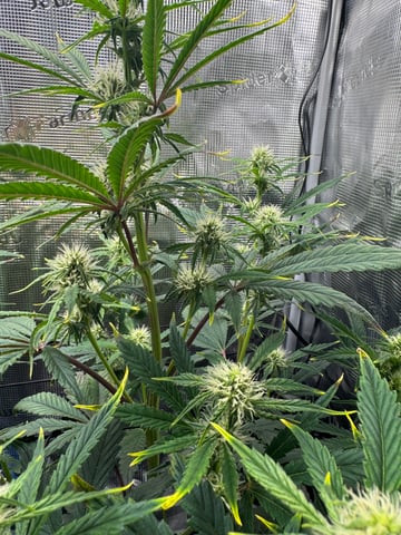 wedding cake auto FIRST GROW! — flower, day 43