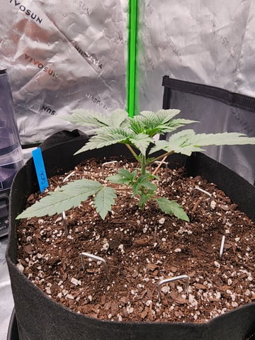 trap n pink — vegetative, day 19