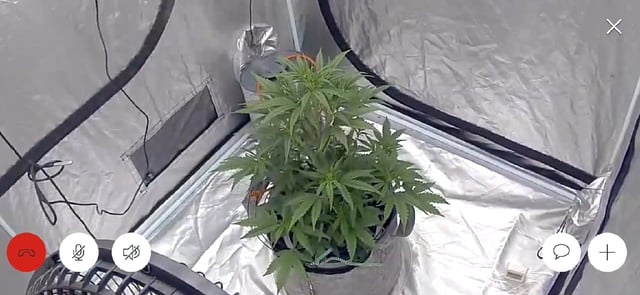 #001 - 3WOK — auto, day 8