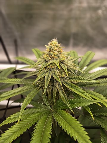 FastBuds Photo-Lemon Mandarin  — flower, day 122