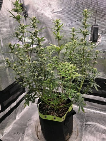 Gorilla Cookies auto  — flower, day 47