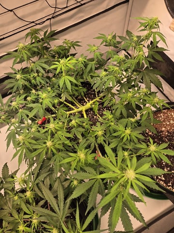 GDP auto 3X5 tent — flower, day 60
