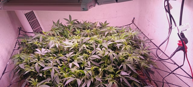 1st — flower, day 1