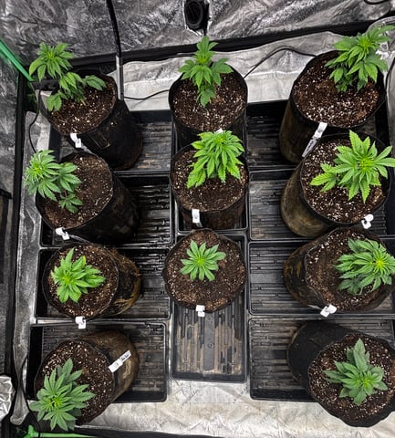 Mixed Freebies — vegetative, day 31