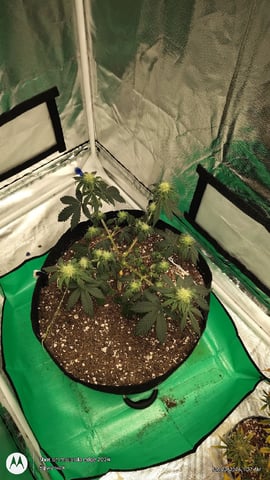 Grow Budz — vegetative, day 53