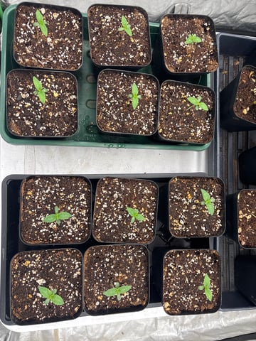 Pink Passion Fruit — seedling_rooting, day 8