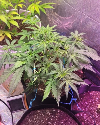 Third Grow ever, FastBuds Autos. — vegetative, day 11