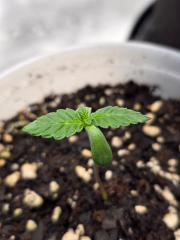 Northern lights #10 2nd plant (Selkies) — seedling_rooting, day 5