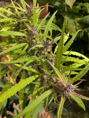 outdoor — flower, day 166