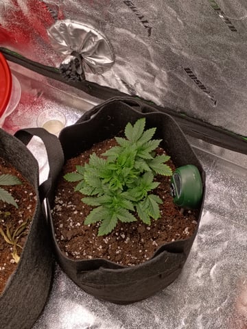1st Grow Eva — vegetative, day 24