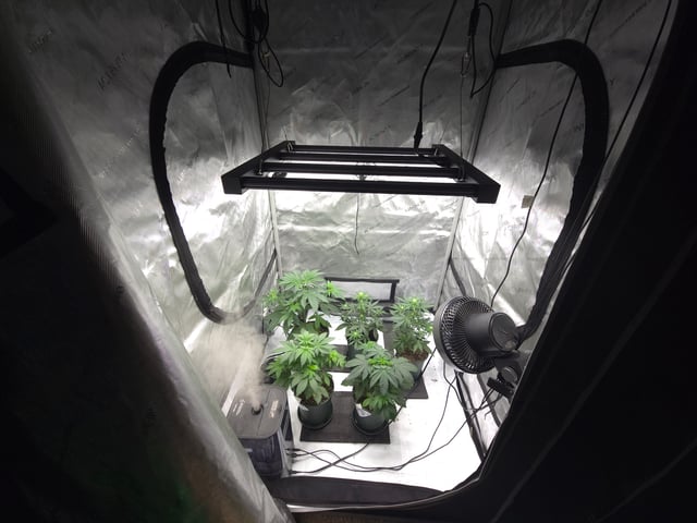 Homegrown - 🍒 🥧 & GSC Auto, 🚀 Seeds 🍌 Buttercups  — flower, day 35