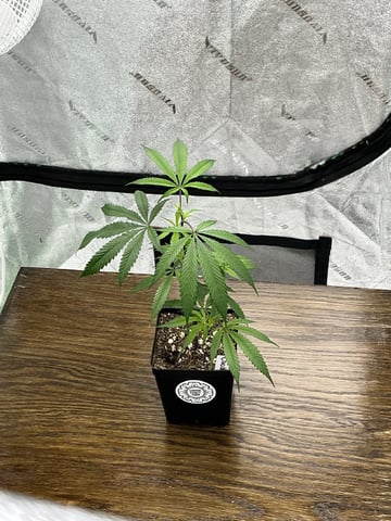 Crucible — vegetative, day 3