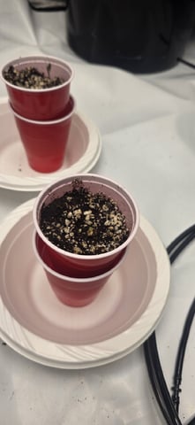 Lime Rian. — seedling_rooting, day 3