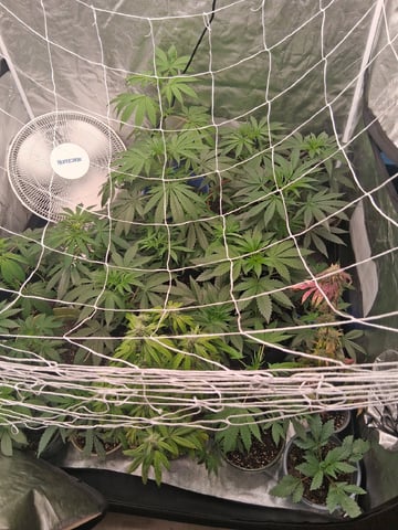Panama Red Regular Jamaican Landraces — vegetative, day 8