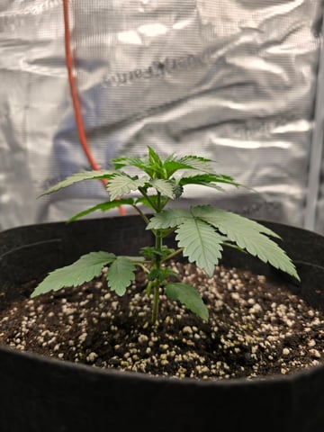 Northern lights #10 2nd plant (Selkies) — vegetative, day 19