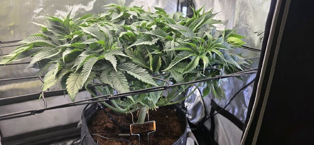 Ace Killer OG — flower, day 23