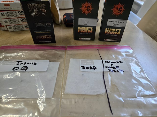 Zoap & Mimosa x OrangePunch — grow_setup, day 2