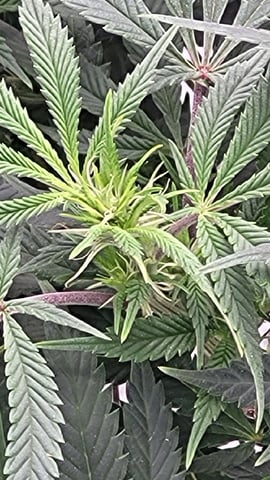 1st grow indoors(cardboard box to 2x2x4 to 5x5x6) — flower, day 92