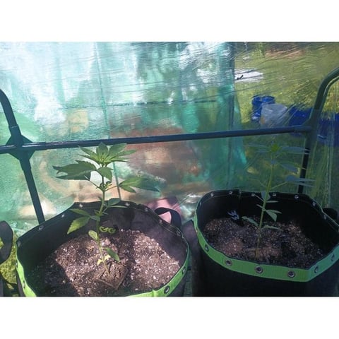 My first grow — vegetative, day 6