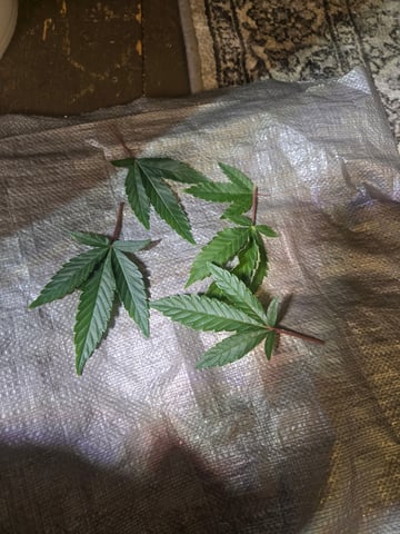 Looking for advice! — vegetative, day 21