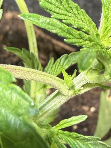 Random Seed — vegetative, day 17