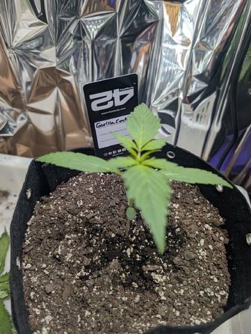 Zkittlez (Auto) — vegetative, day 36