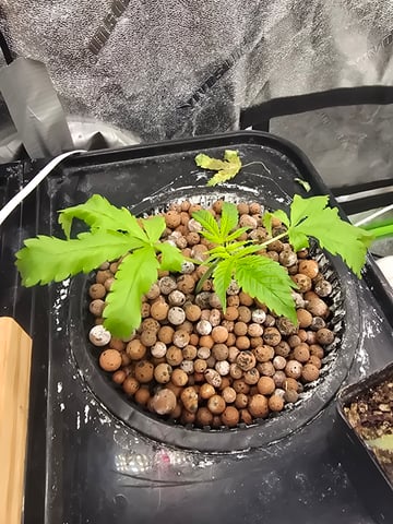 Growing — vegetative, day 43