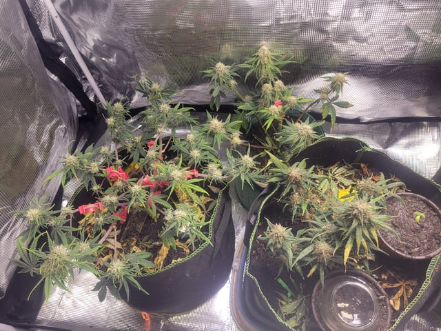 Almost Done — grow_setup, day 2