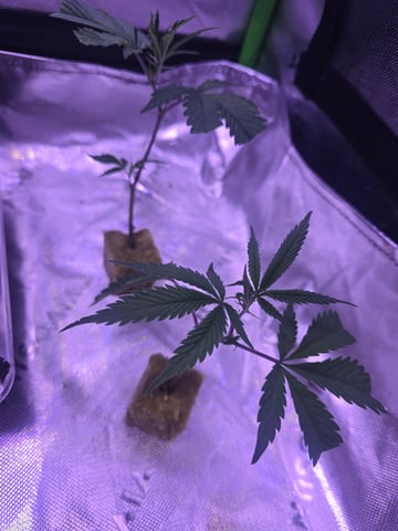 MOTHER ROOM — seedling_rooting, day 66