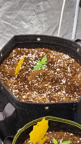 Grow #2 Thank You to All that helped guide me, offered advice, gave insight, or complimented progress. Now to apply some of what I learned the first go-round.  — vegetative, day 10