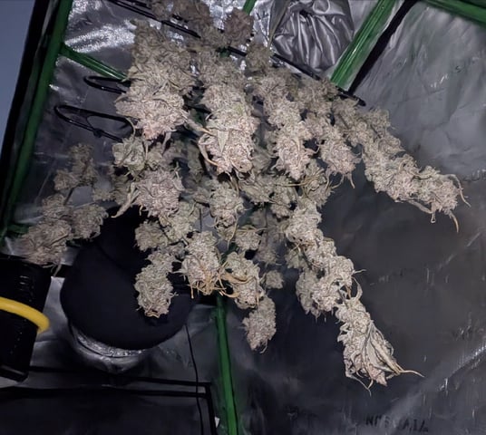 Mixed Grow — flower, day 113