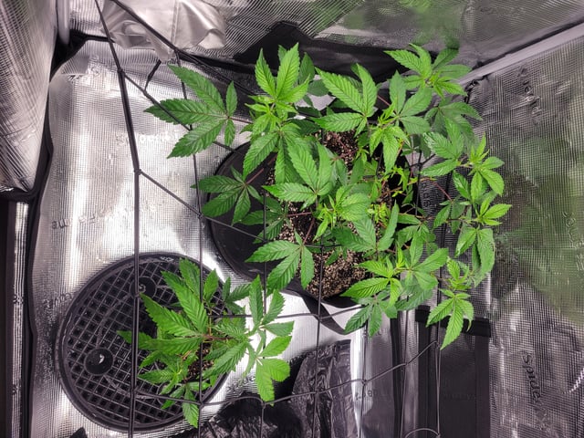 Grow — vegetative, day 10