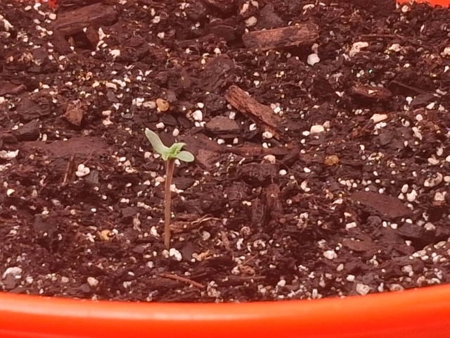 mendo breath-white widow-pilot light — seedling_rooting, day 9