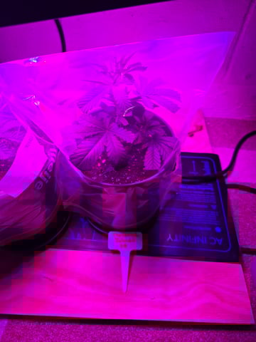 Dirty Bird - Thousand Island Fem & Platinum Kush Breath Remix x Grape Cakehead Fem Photo  — vegetative, day 29